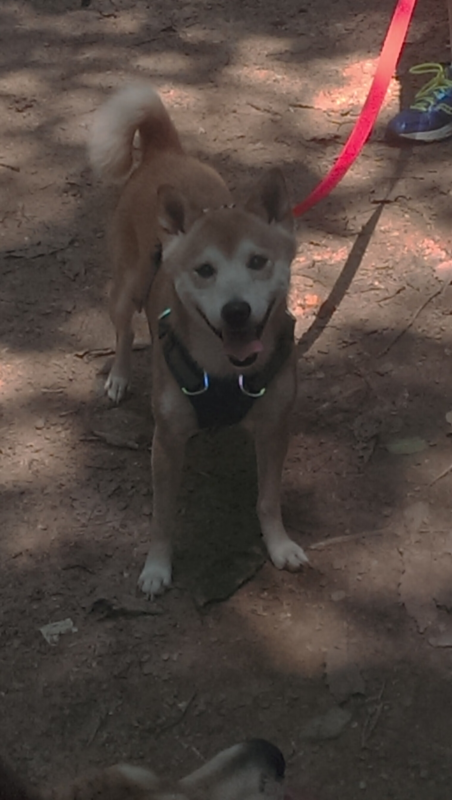 绿茵与网球的交响诗,当拉齐奥遇见里昂,赖斯在另一个赛场加冕