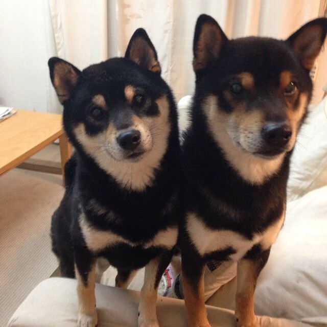 魔法师的终章，哈利伯顿13次手术刀传球撕裂绿军铁幕